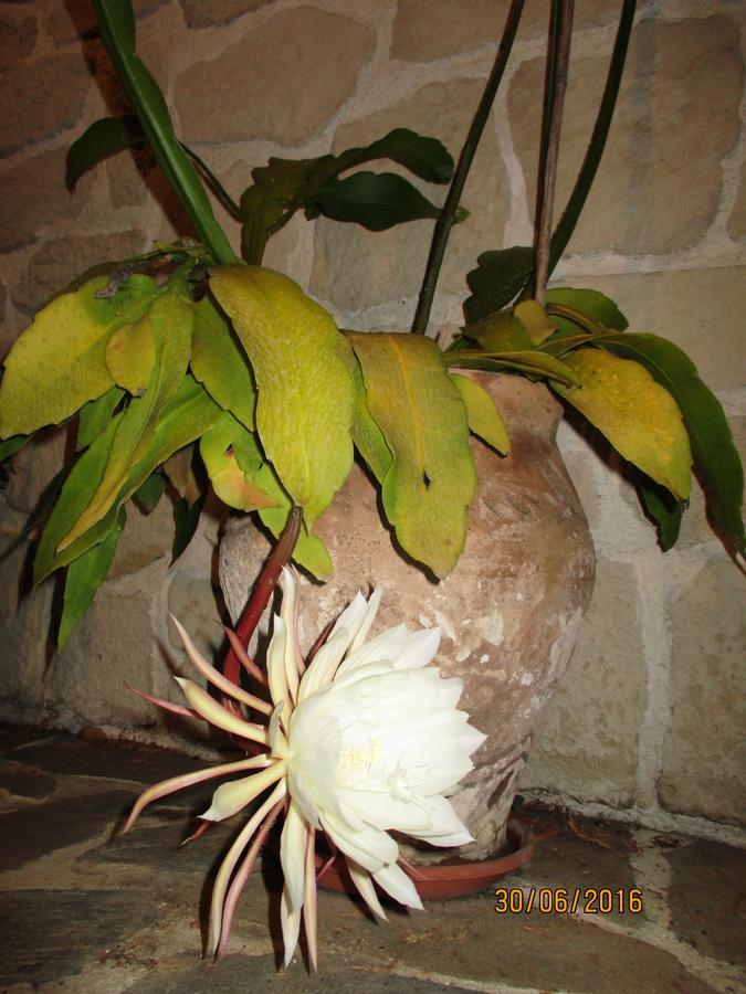 芒通Les Mimosas住宿加早餐旅馆 外观 照片